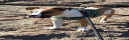 American Bulldog dogs for sale: American Bulldog pedigree 6 month puppy - Advert 15