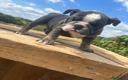 English Bulldog dogs for sale: English bulldog puppies - Image 1