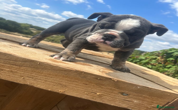 English Bulldog dogs - Advert 1