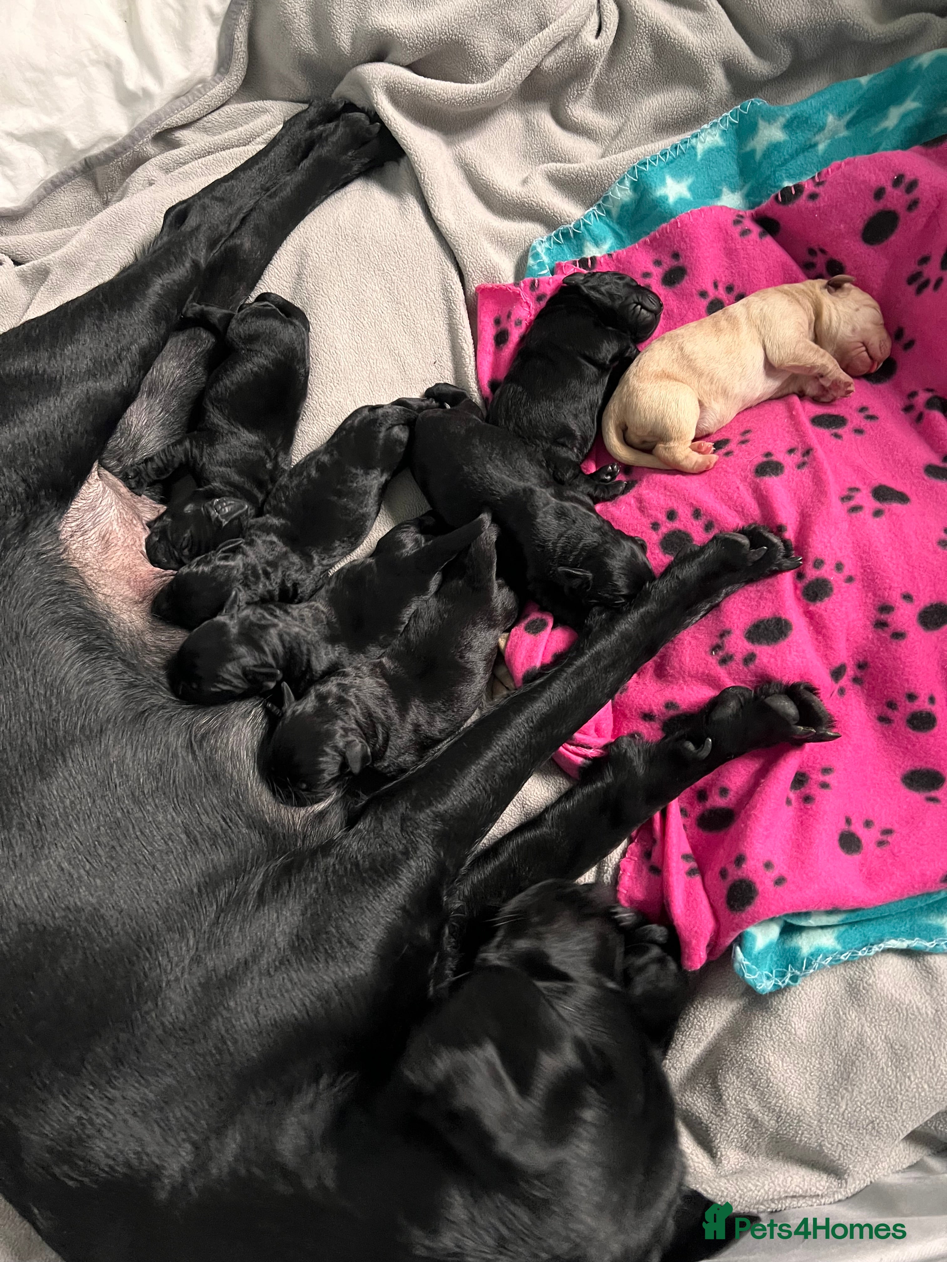 Labrador Retriever dogs Litter of 8 lab pups ready for new life adventure - Advert 4