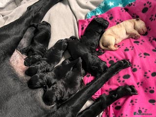 Labrador Retriever dogs Litter of 8 lab pups ready for new life adventure - Advert 2
