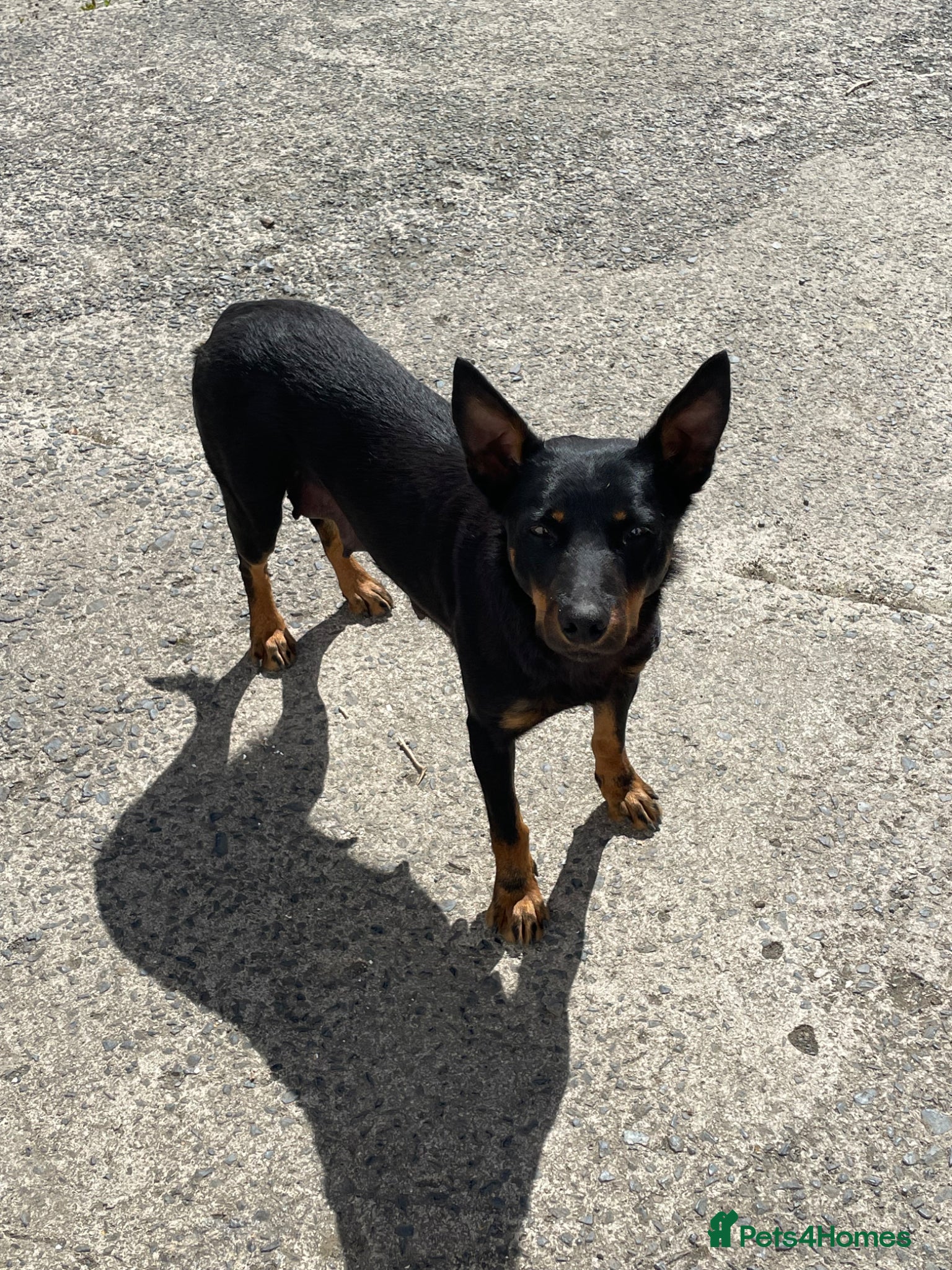 Mixed Breed dogs Kelpiejack pups - Advert 5