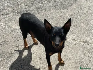 Mixed Breed dogs Kelpiejack pups - Advert 5