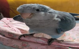 Parakeets birds for sale: Baby Quaker parrots boys and girls available  - Image 8