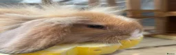 Mini Lion Lop rabbits for sale: Mini Lion Lop baby bunnies For Sale - Advert 8