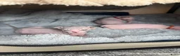 Sphynx cats for sale: TICA Sphynx kittens - health tested - Champion - Advert 6