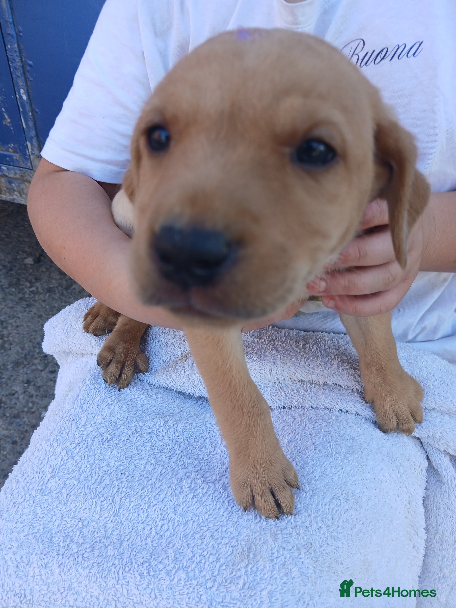 Labrador Retriever dogs for sale: Fabulous litter of golden and fox red lab puppies. - Advert 7