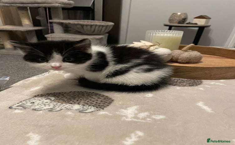 Domestic Shorthair cats - Advert 5
