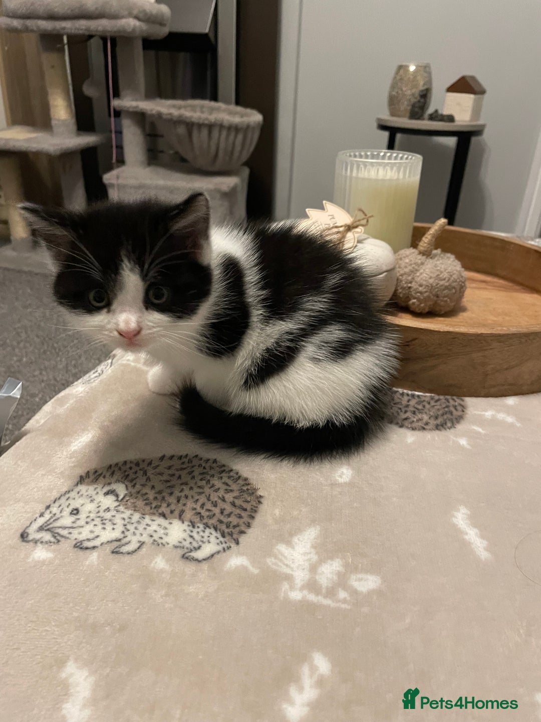 Domestic Shorthair cats for sale: Black/white female kitten 7 weeks old - Image 1