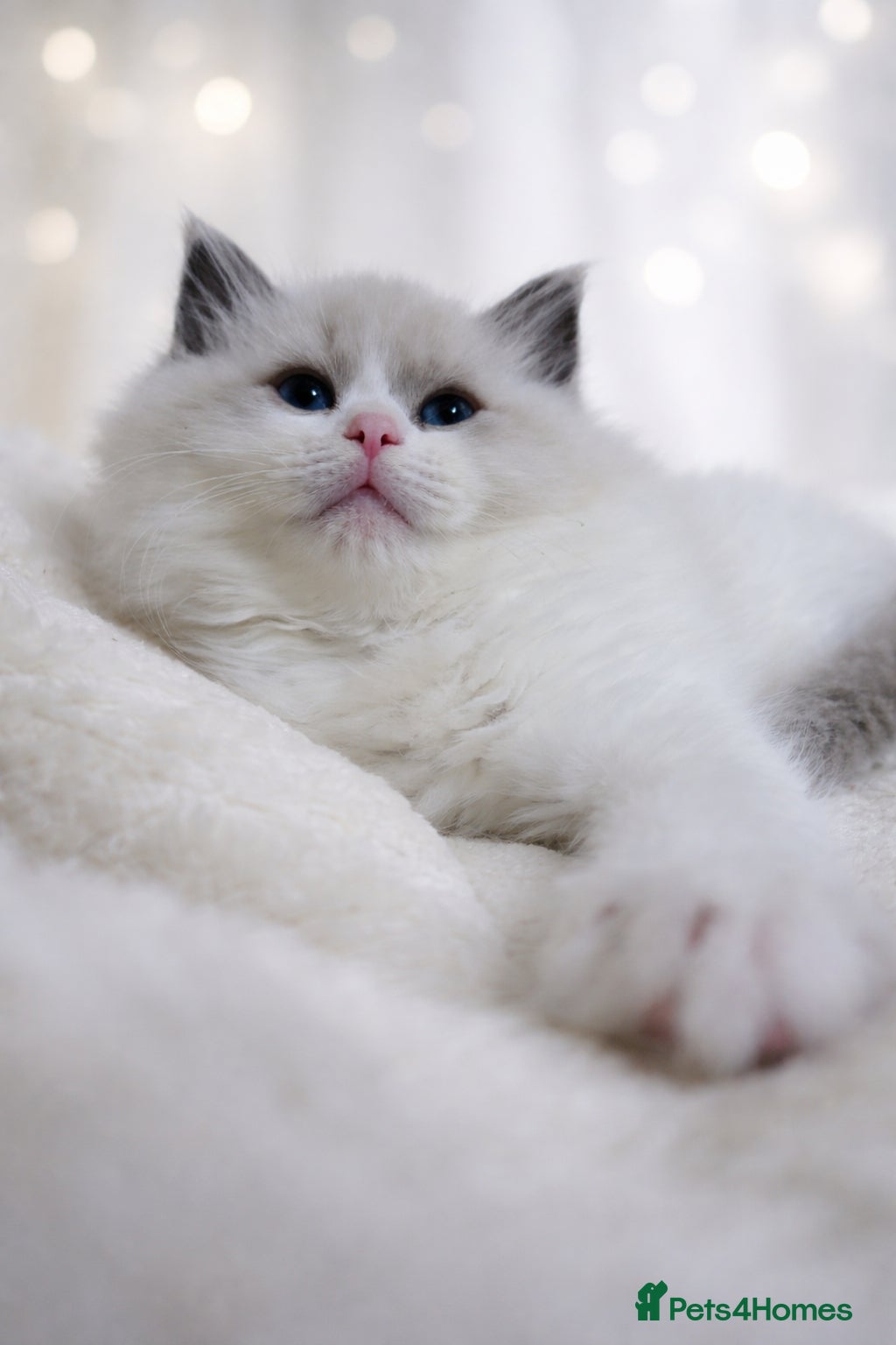 Ragdoll cats 2 European babies. Tica registered - Advert 1