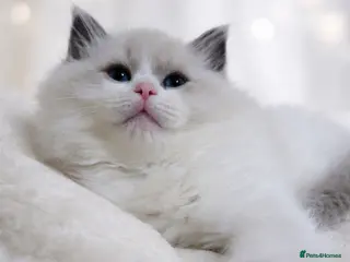 Ragdoll cats 2 European babies. Tica registered - Advert 1