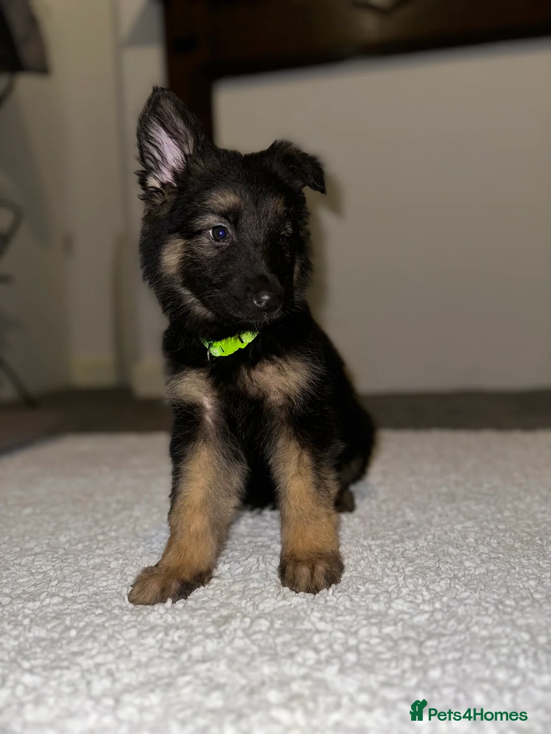 German Shepherd dogs for sale:  Long-Haired German Shepherd Puppies - Advert 8