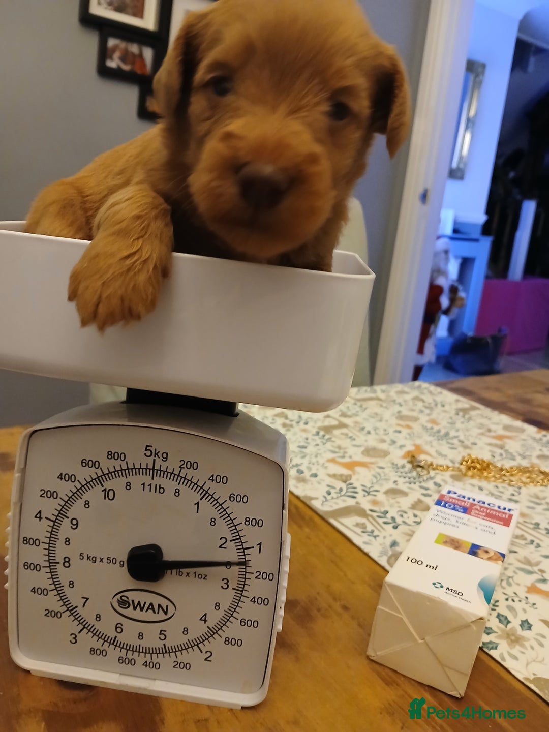 Schnoodle dogs for sale: Schnoodle puppies  - Advert 2