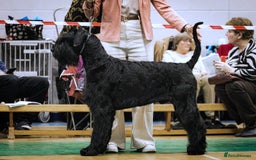 Giant Schnauzer dogs for stud: Stud dog - Giant Shnauzer  - Image 5