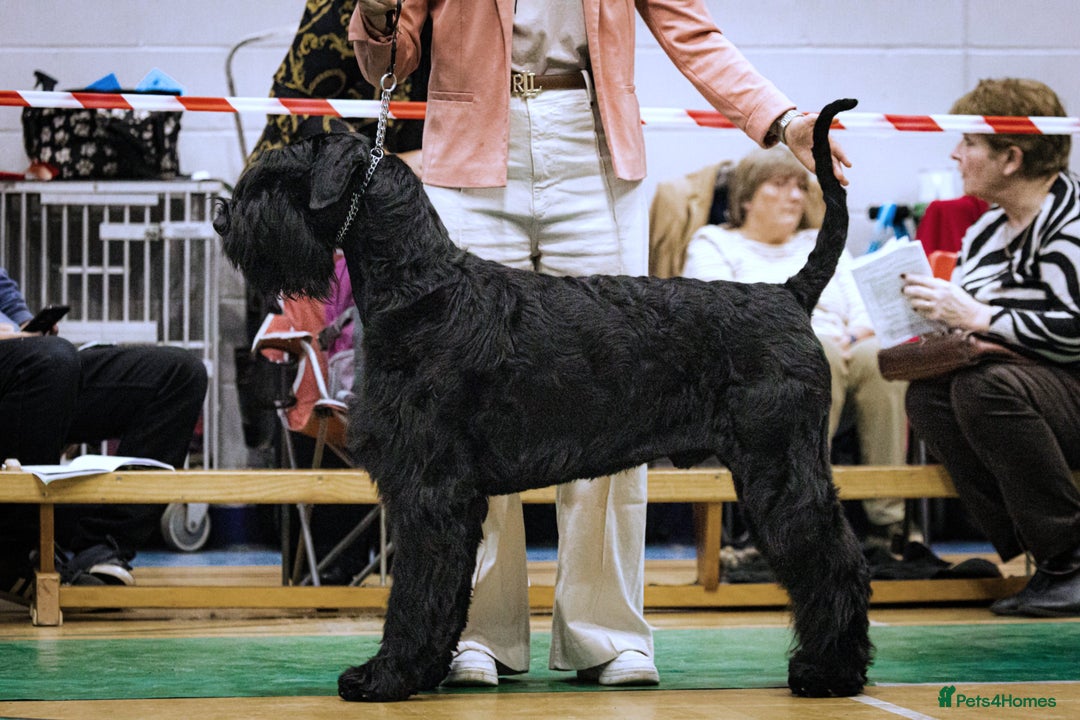 Giant Schnauzer dogs for stud: Stud dog - Giant Shnauzer  - Image 5