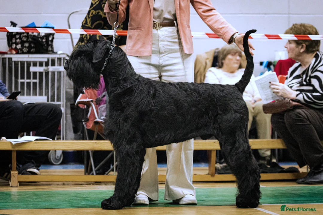 Giant Schnauzer dogs for stud: Stud dog - Giant Shnauzer  - Advert 5