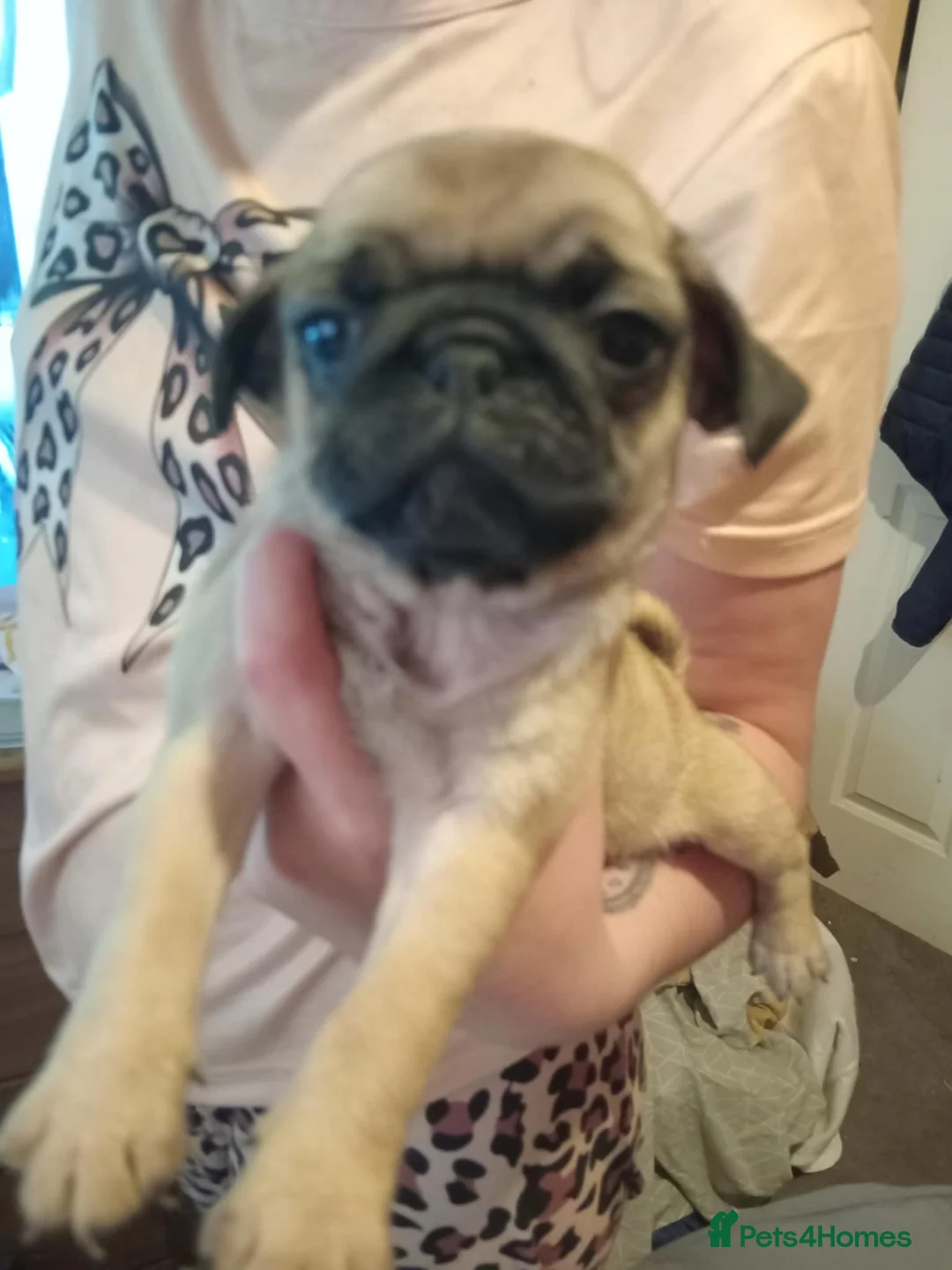 Pug dogs for sale: I have a lovely litter off pug pups for sale  - Advert 3