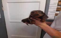 Miniature Dachshund dogs for sale: Miniture dashounds wire hair  - Image 7