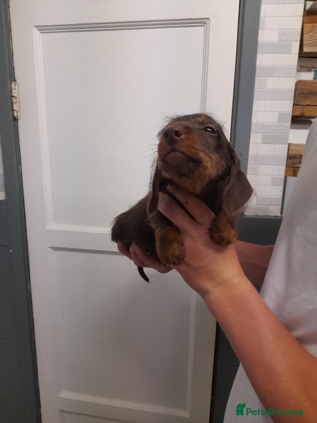 Miniature Dachshund dogs for sale: Miniture dashounds wire hair  - Image 7