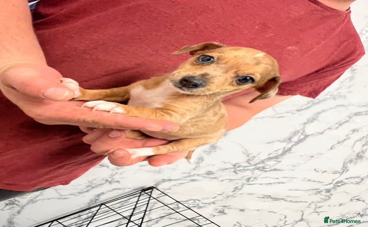 Mixed Breed dogs - Advert 1