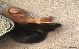 Mixed Breed cats for sale: 3 beautiful playful kittens  - Image 11
