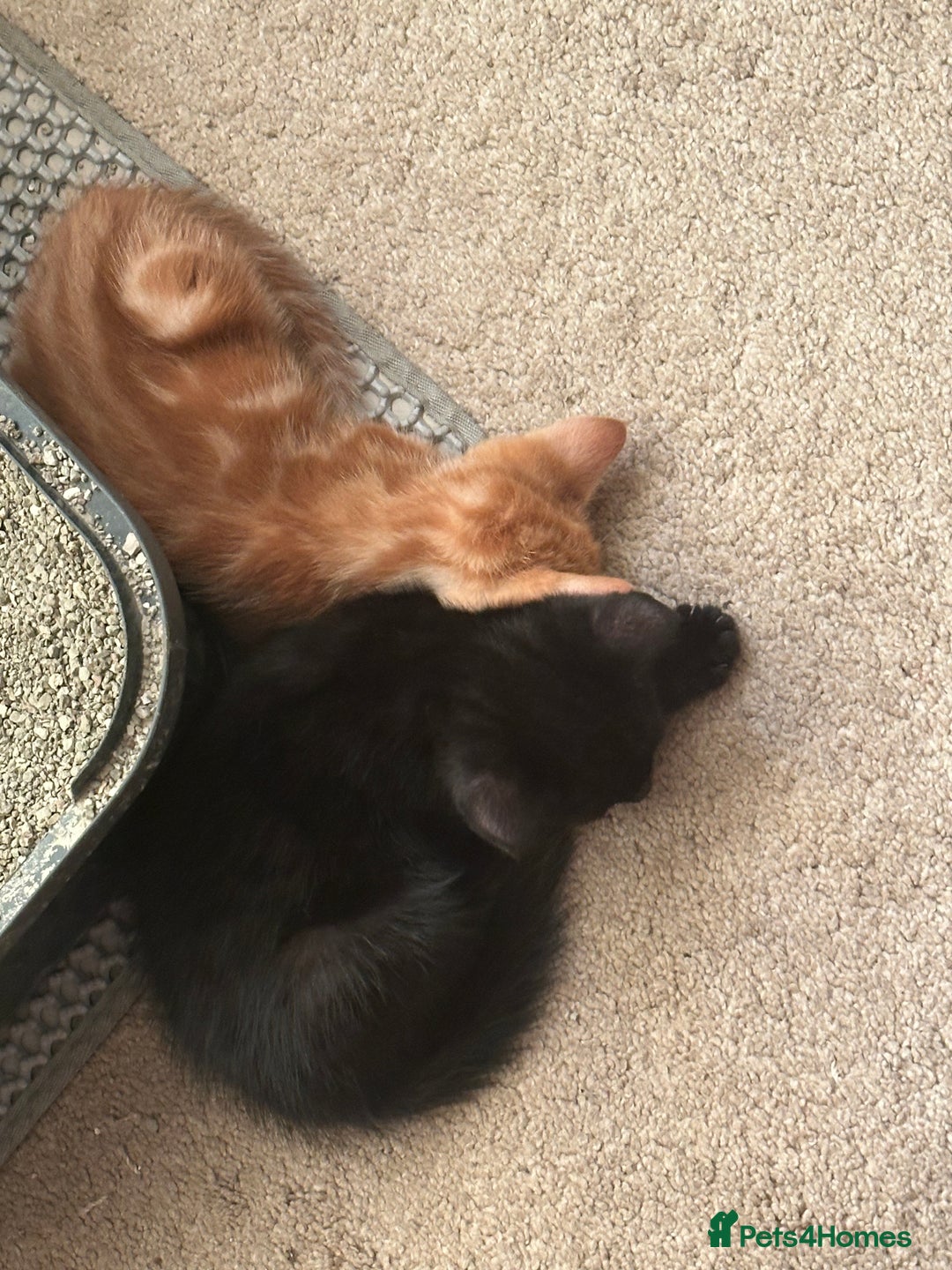 Mixed Breed cats for sale: 3 beautiful playful kittens  - Image 11