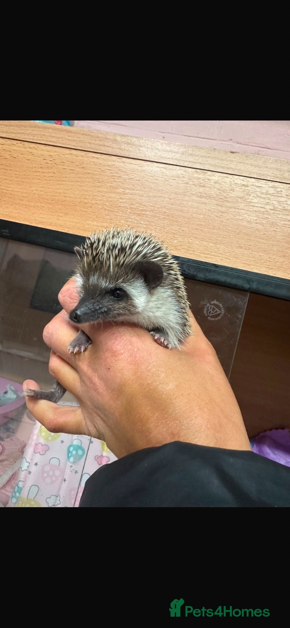 Pygmy Hedgehog rodents Pygmy hedgehog with full set up💗 - Advert 2