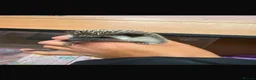 Pygmy Hedgehog rodents for sale: Pygmy hedgehog with full set up💗 - Advert 1
