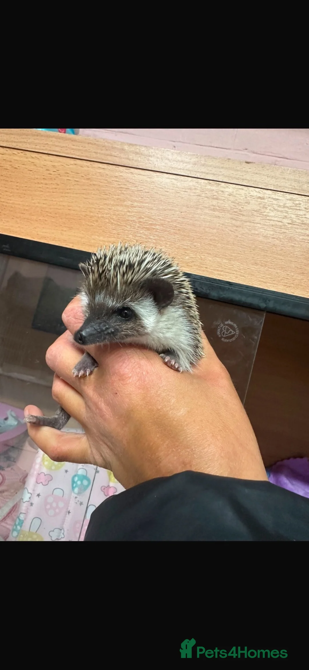Pygmy Hedgehog rodents for sale: Pygmy hedgehog with full set up💗 - Advert 1