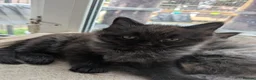 Ragcoon cats for sale: Stunning Ragcoon girl, Maine coon Dad Ragdoll Mum - Advert 3