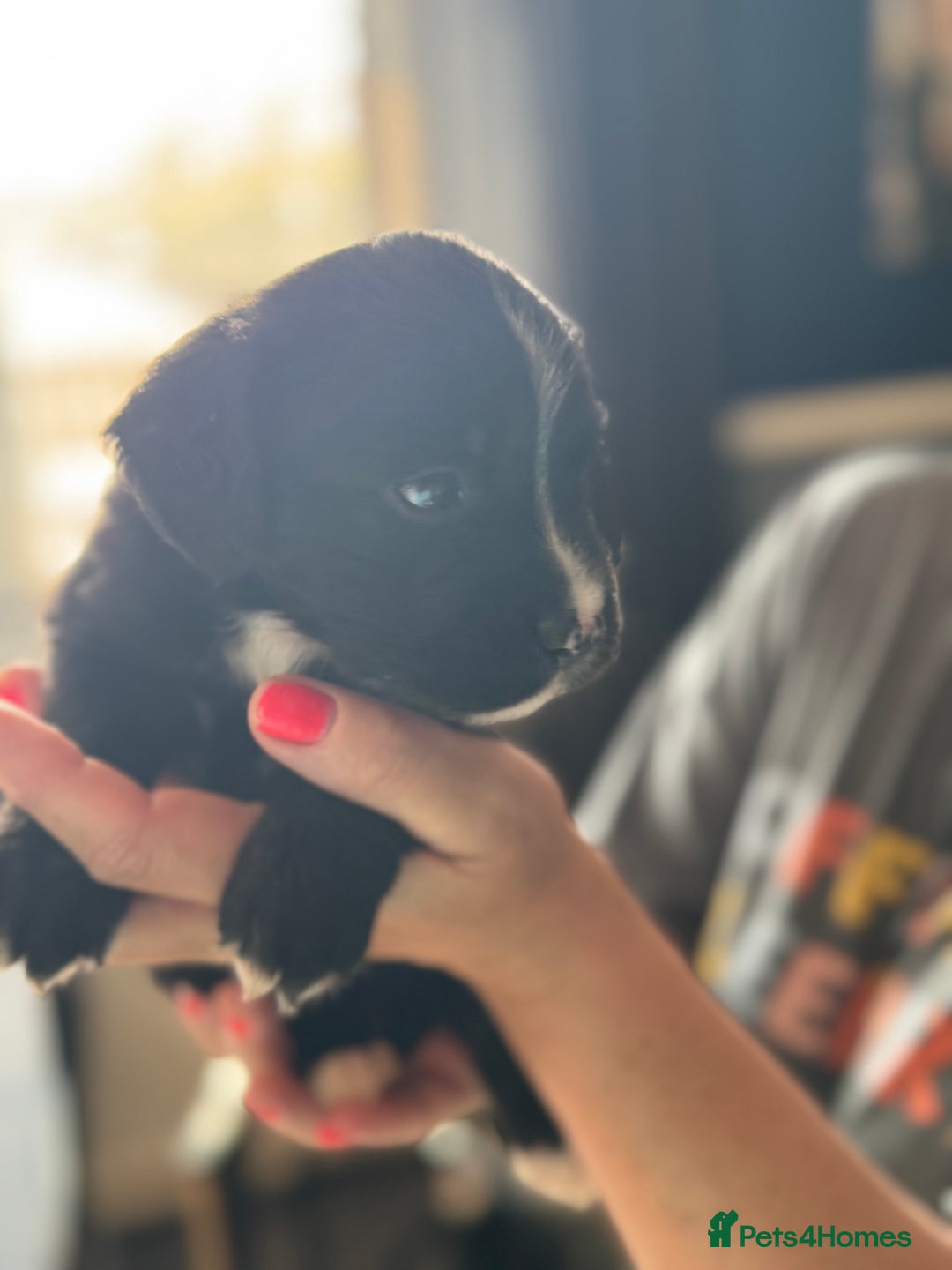 Mixed Breed dogs for sale: American bulldog (not bully) x cocker spaniel  - Image 9
