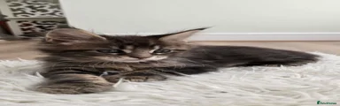 Maine Coon Kitten 4