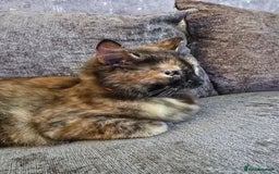 Ragdoll cats for sale: Half ragdoll cat, 1 year old called cookie!! - Image 6