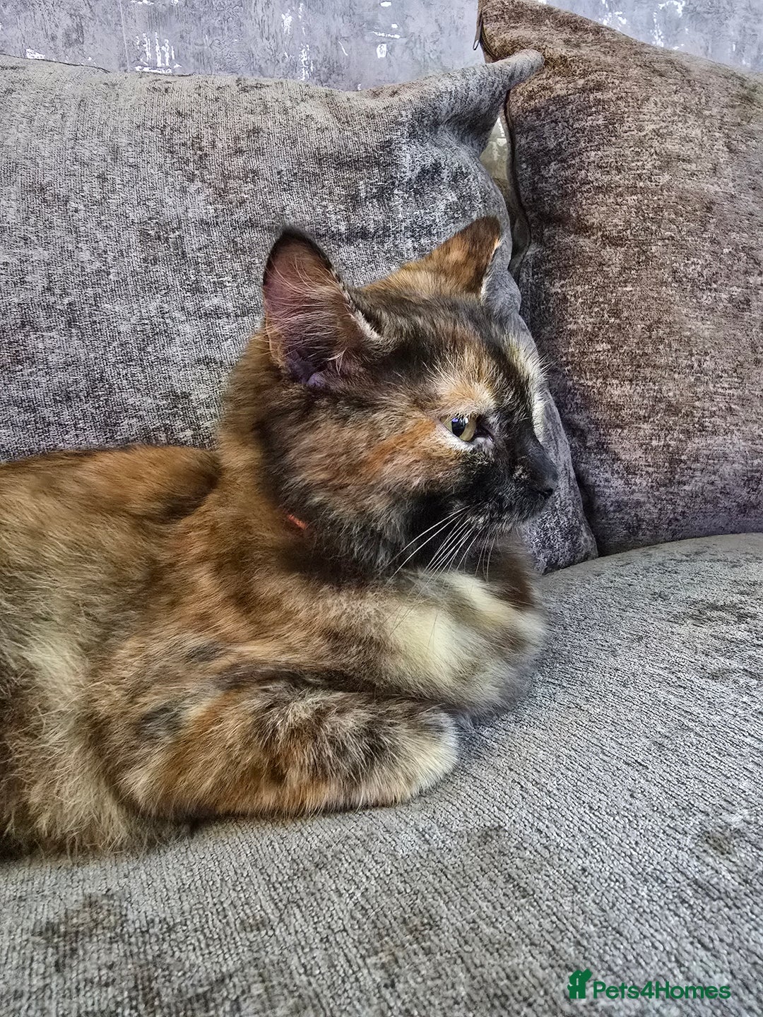 Ragdoll cats for sale: Half ragdoll cat, 1 year old called cookie!! - Image 6