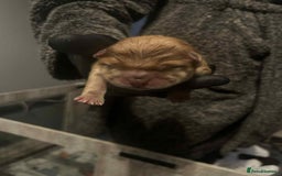 Chow Chow dogs for sale: Rare Chow chow puppies - Image 14