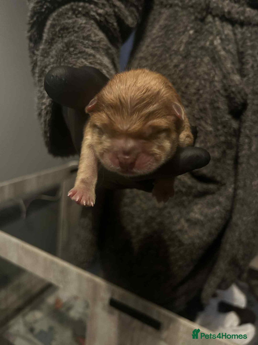 Chow Chow dogs for sale: Rare Chow chow puppies - Image 14