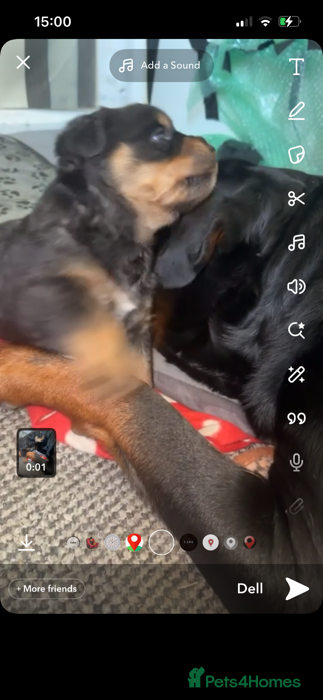 Rottweiler dogs for sale: Rottweiler Girl pup - Image 2