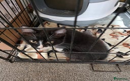 British Shorthair cats for sale: ****** - Image 1