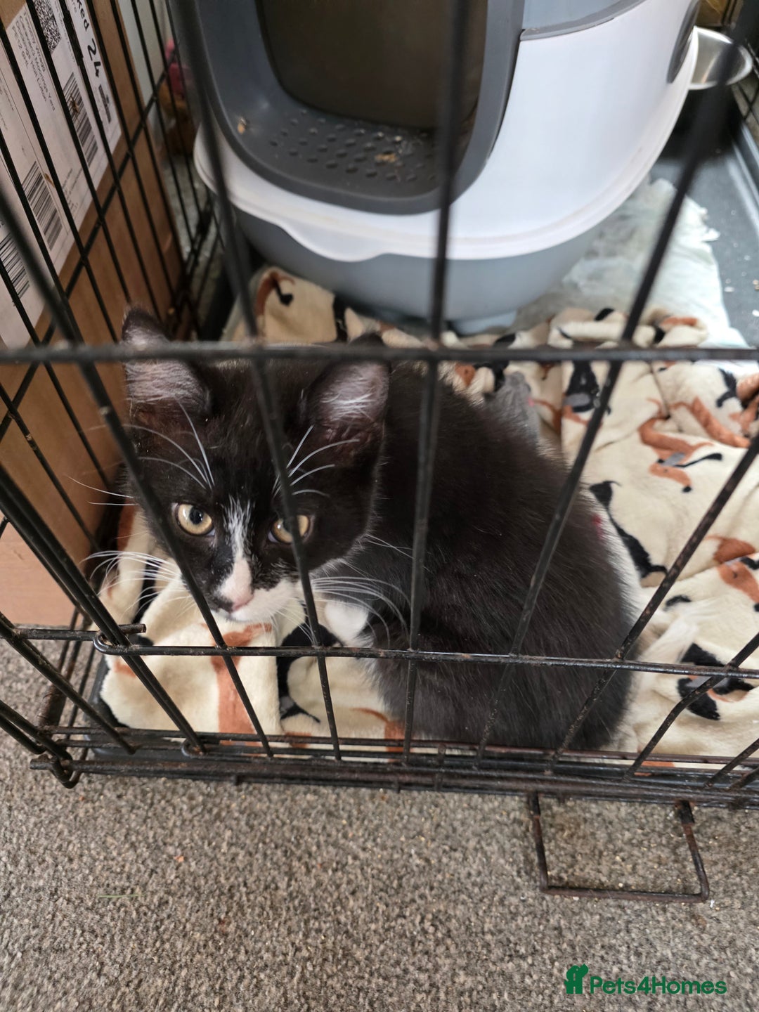 British Shorthair cats for sale: ****** - Image 1