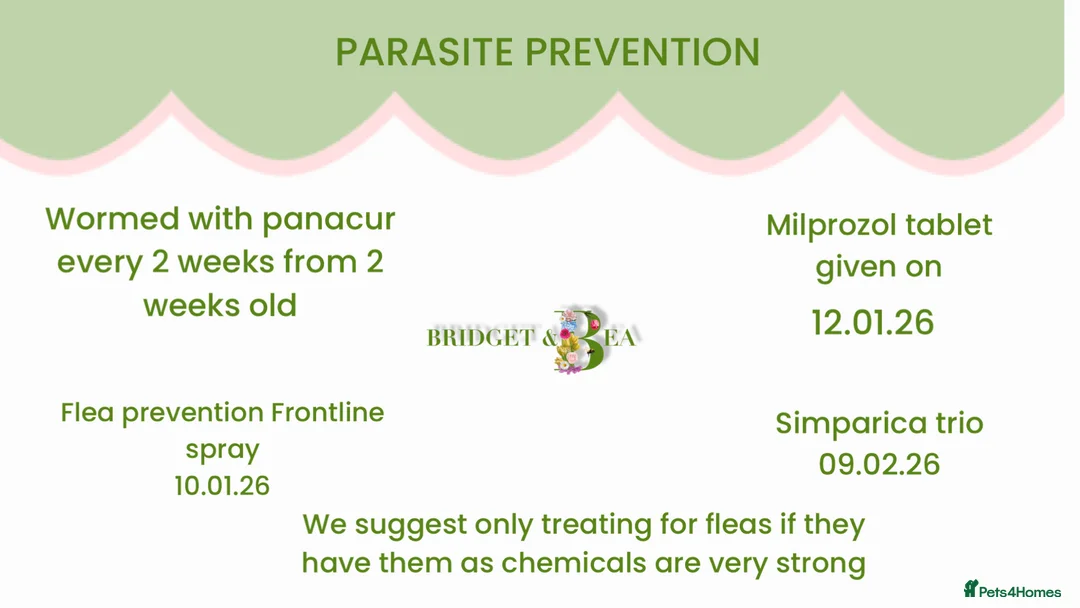 Pekingese dogs for sale: 💐WAITING LIST NOW OPEN 💐 - Advert 14