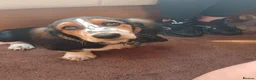 Basset Hound dogs for stud: Lovable rougue in Birkenhead - Advert 2
