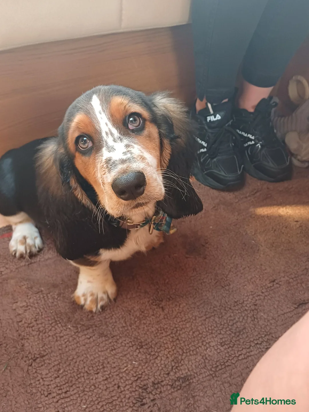 Basset Hound dogs for stud: Lovable rougue in Birkenhead - Advert 2
