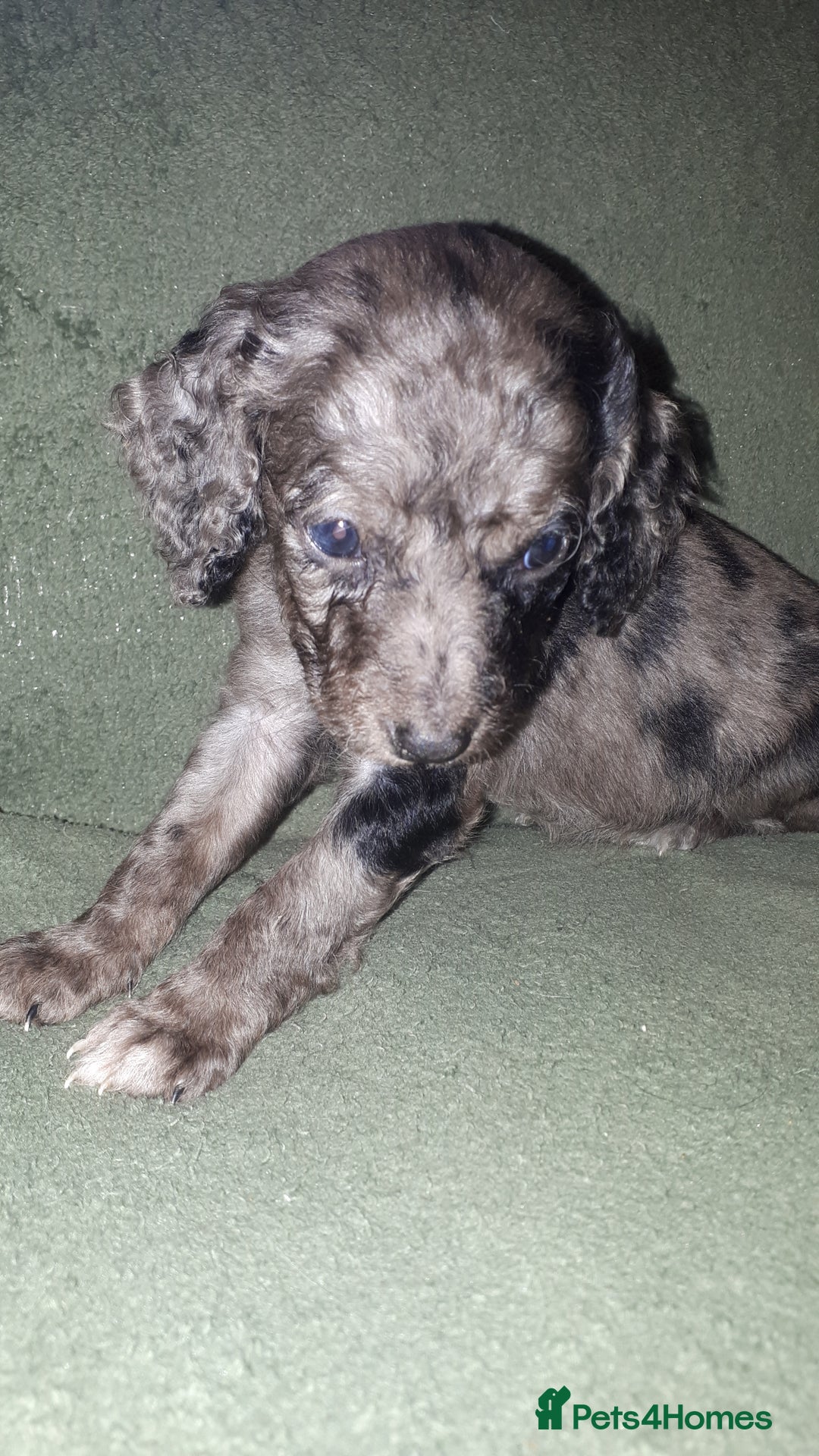 Cockapoo dogs for sale: F2b cockapoo puppies - Image 12