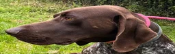 German Shorthaired Pointer dogs for adoption: Gorgeous GSP, Son in Matlock - Advert 6