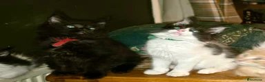 Maine Coon 4