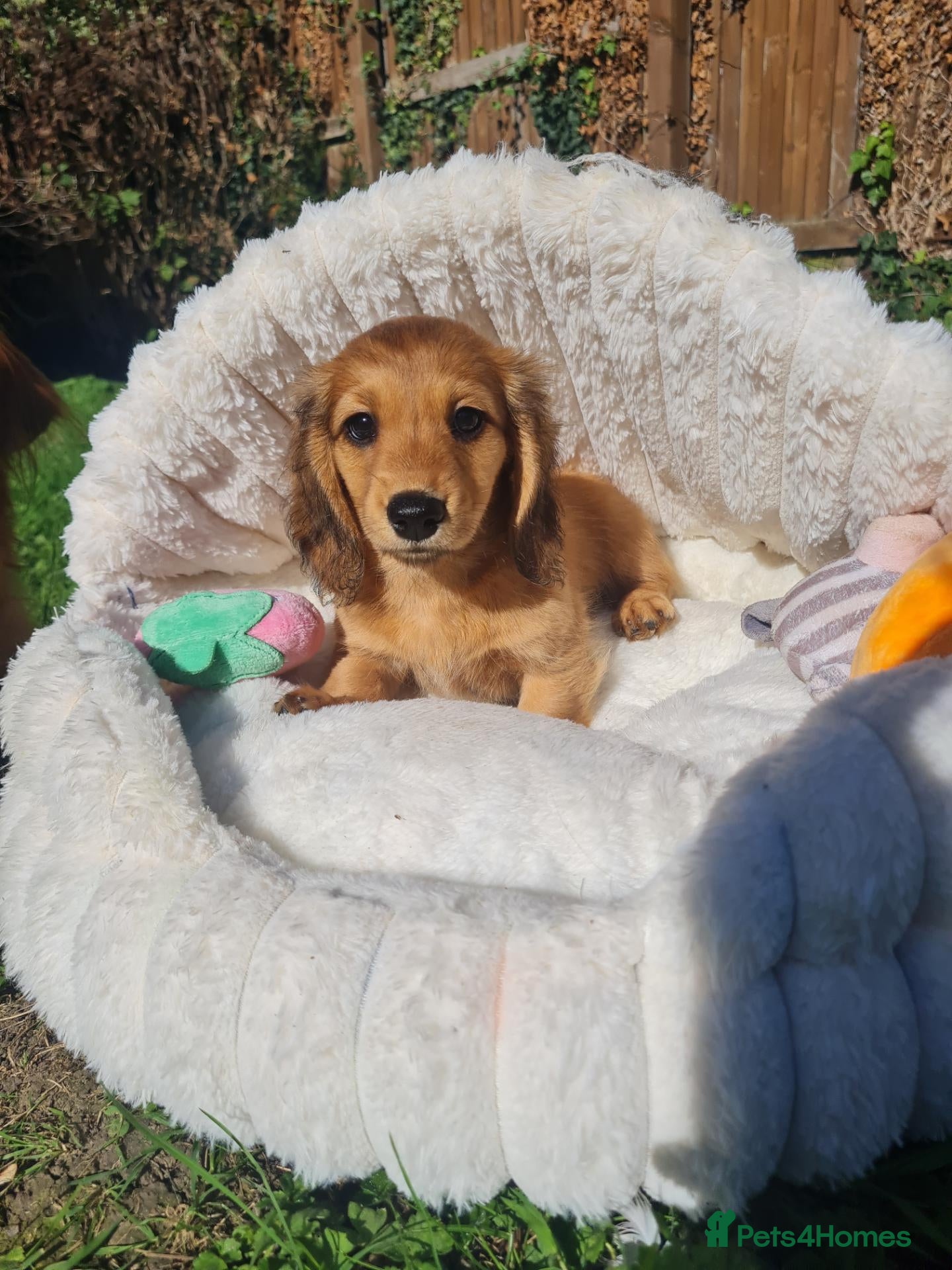 Dachshund dogs Pra clear,Last 1 beautiful LH Dachshund female💗 - Advert 16