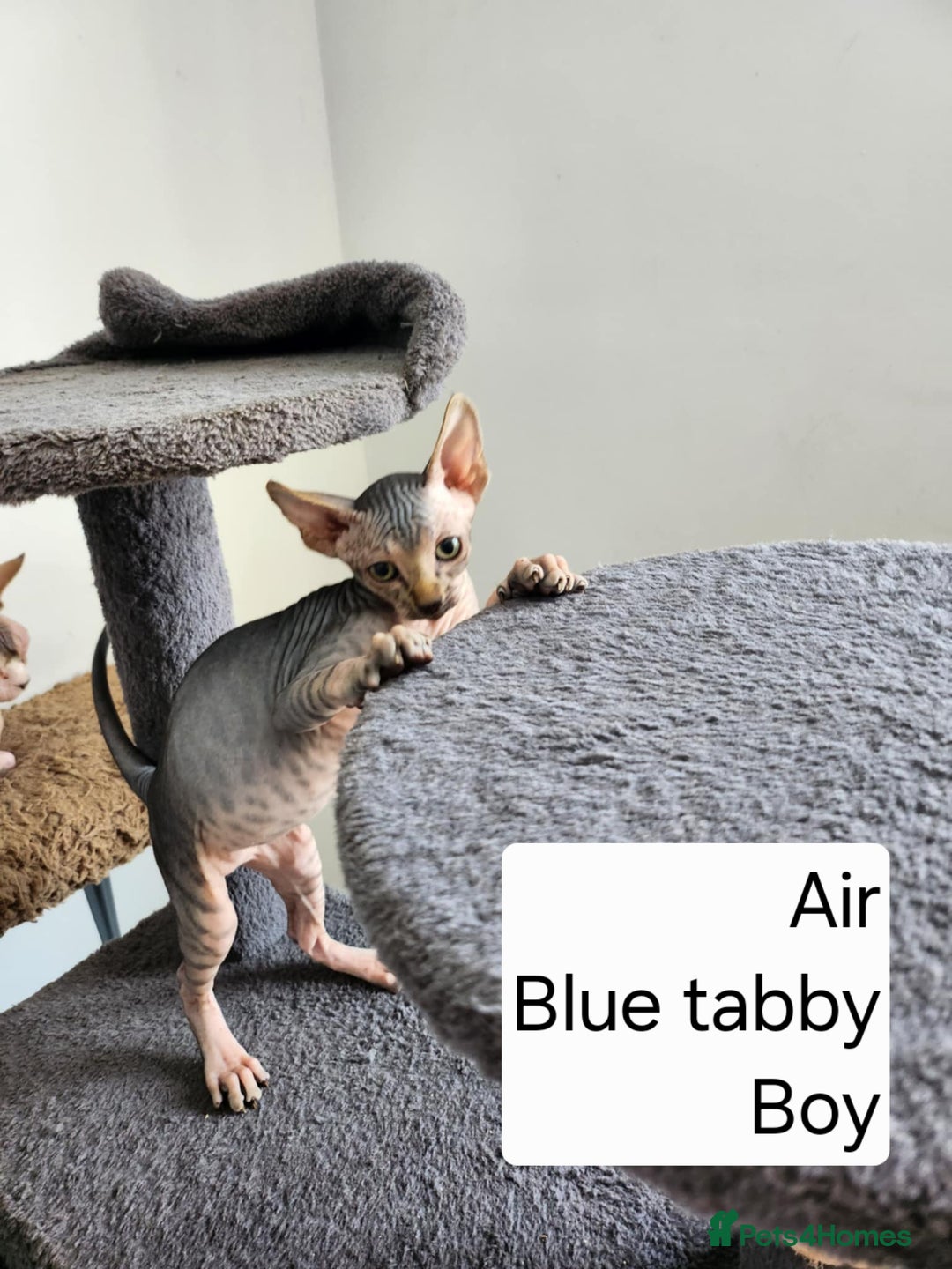 Sphynx cats for sale: REDUCED Ready now qualityTica Canadian kittens - Image 19