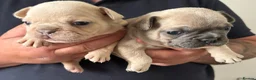 French Bulldog dogs for sale: Beautiful KC Reg French Bulldog Pups - Advert 11