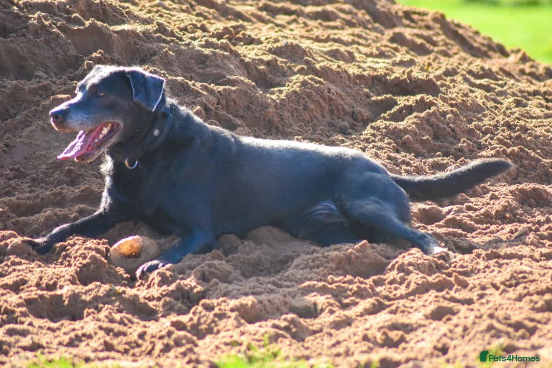 Labrador Retriever dogs for adoption: KC Registered Labrador Charcoal - Advert 2