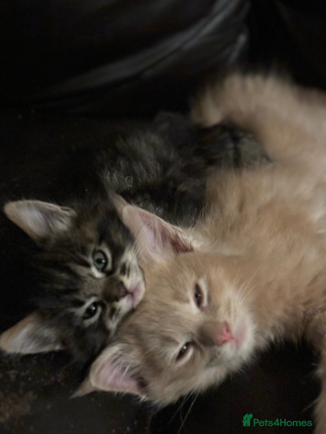 Maine Coon cats for sale: Maine coon pedigree Tica registered kittens  - Advert 4